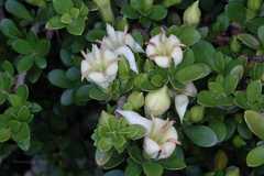 Himalrandia tetrasperma